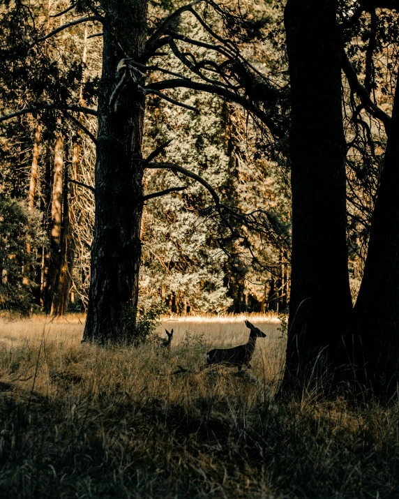 two deers running in a field beside trees