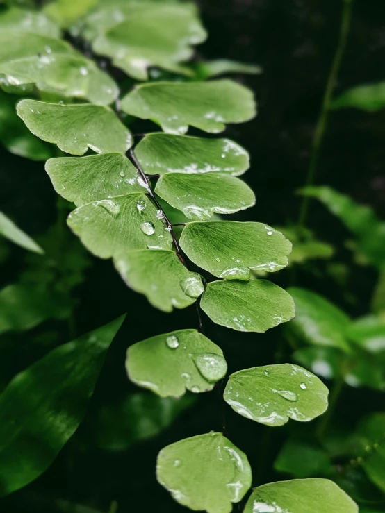 a close up of a leaf with water droplets on it