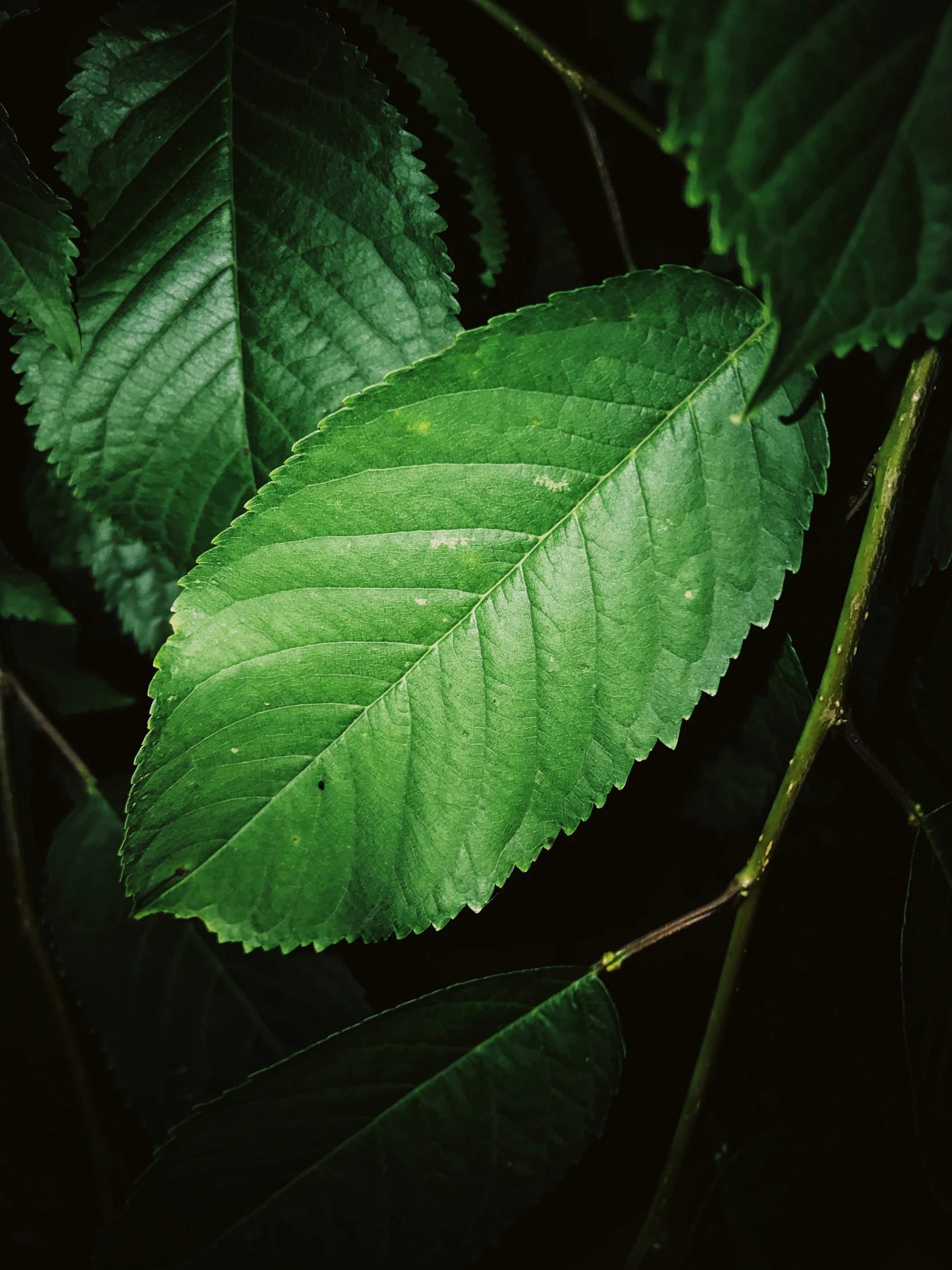 a close up of a very large green leaf