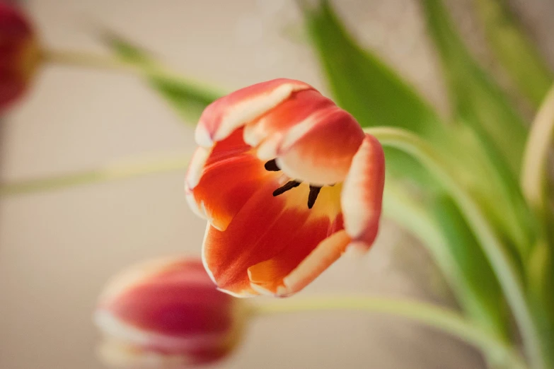 a vase filled with red flowers and green leaves