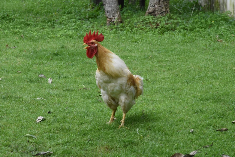 the chicken is walking in the grassy yard