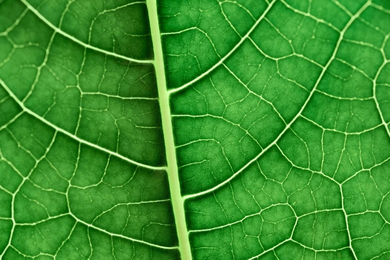 a green leaf showing some thin leaves
