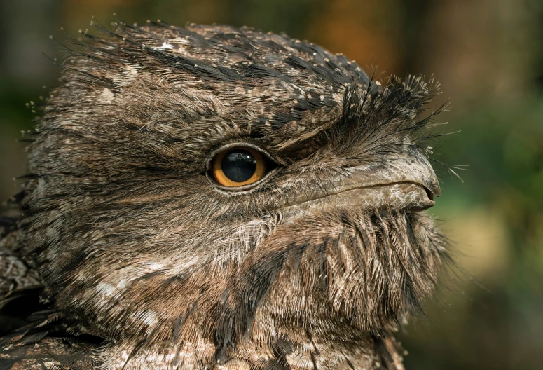 a close up of an owl's face showing off his fur