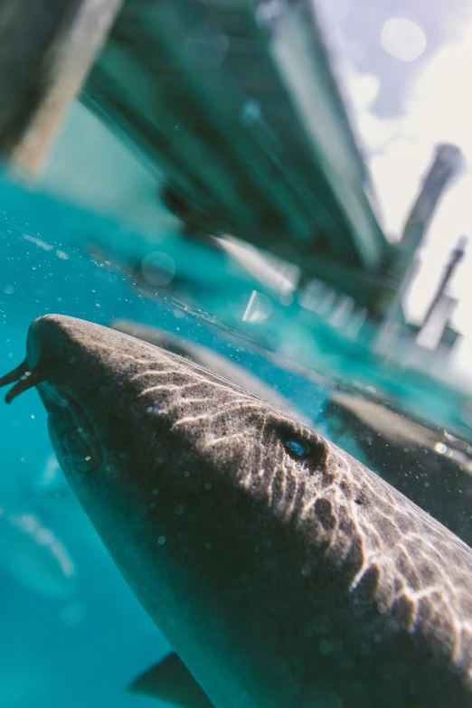 close up of dolphin swimming in water near pier