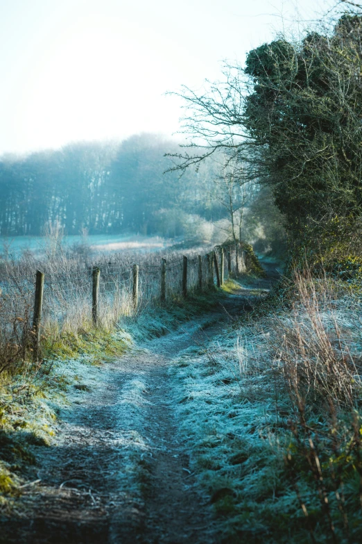 a gate is on the left and in the foreground, in a field with blue grass, and frosted grass, near a tall, tree with foggy nches on the