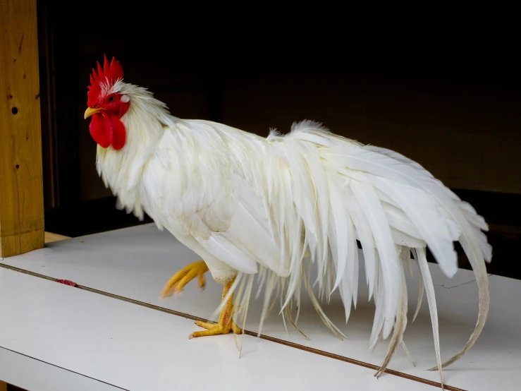 white rooster with red comb standing on top of tile