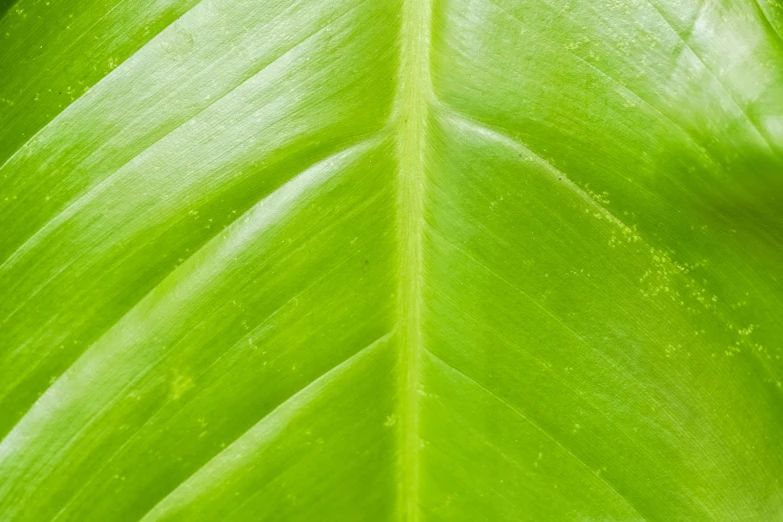 a large green leaf with water drops on the top