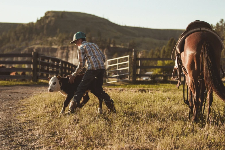 two horses and man are running in the field