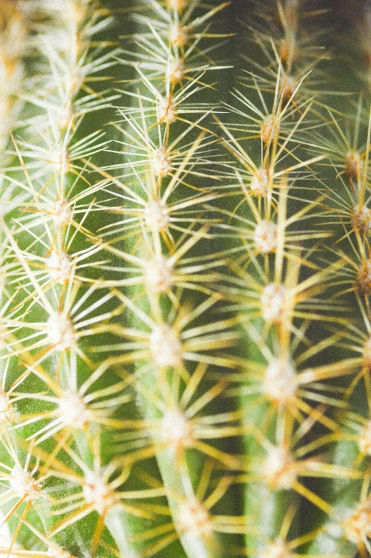 an extreme close up s of the top part of a cactus