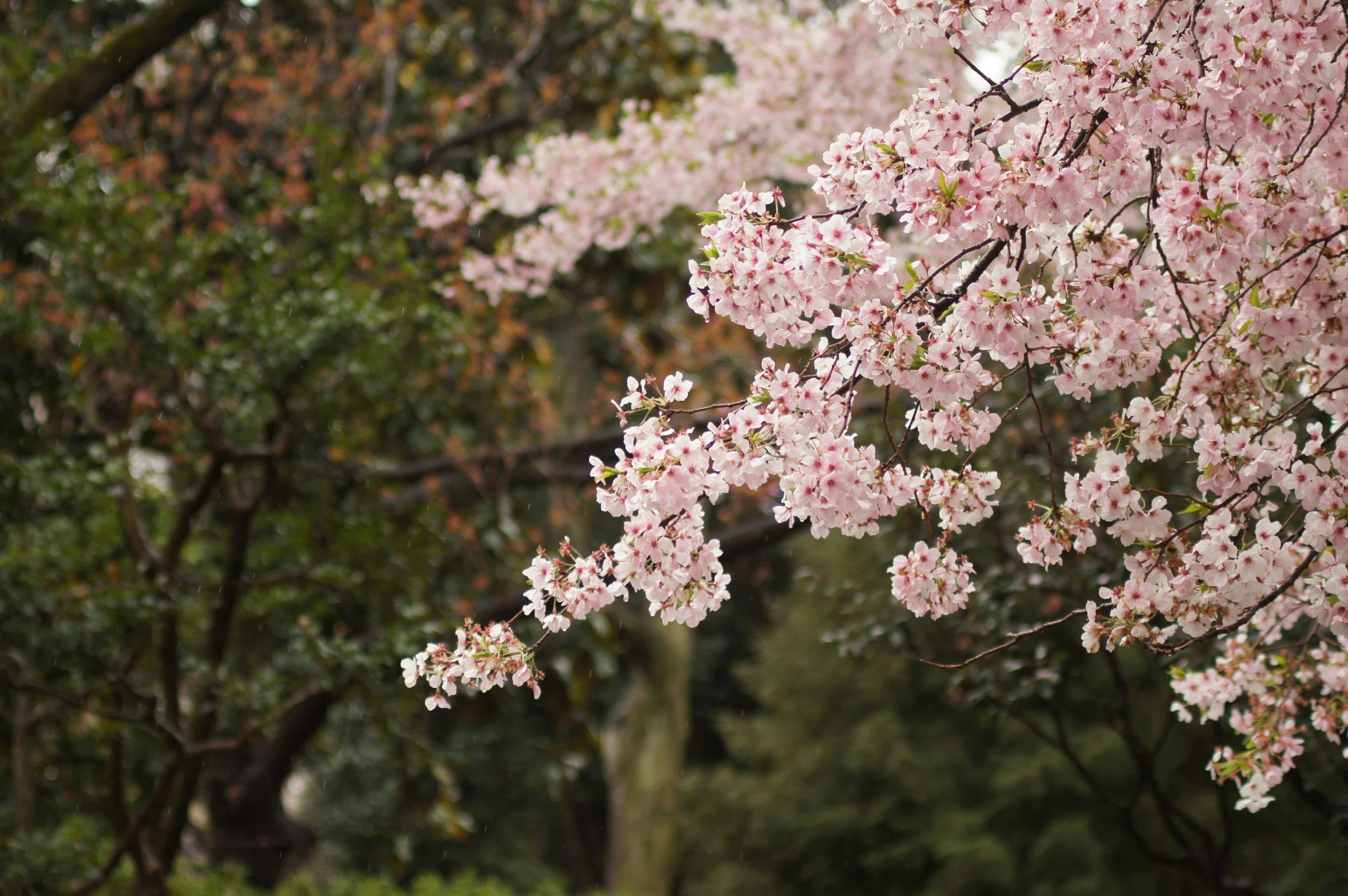 a couple of trees with pink blossoms on them