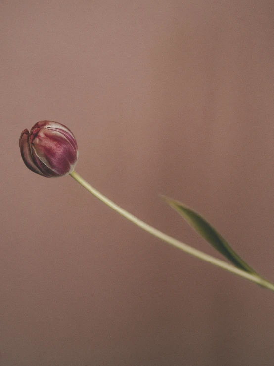 single flower is shown in the center of a square po