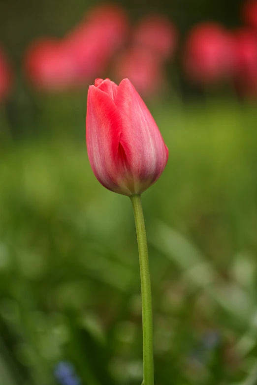 the flower is very red and beautiful in the sun