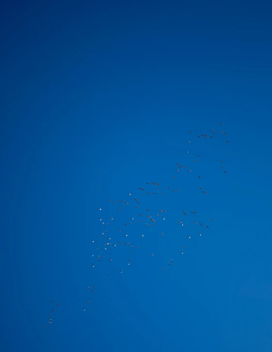 lots of birds in the air with a blue sky behind them