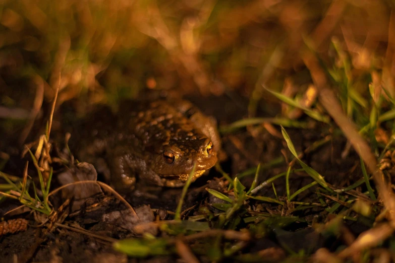 a small toad sitting on top of a grass covered ground