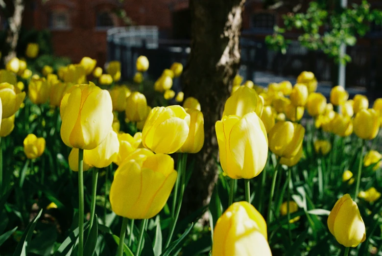 many yellow flowers bloom near a tree