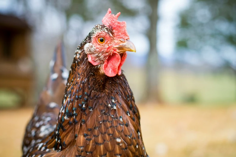 an image of a chicken with red comb and a pink comb