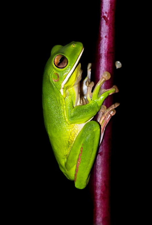 the small frog is sitting on the nch with its back legs up