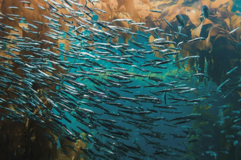a large school of fish swimming through the blue water