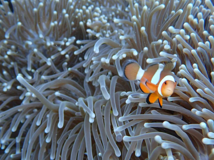 clown fish swimming around in a sea anemone