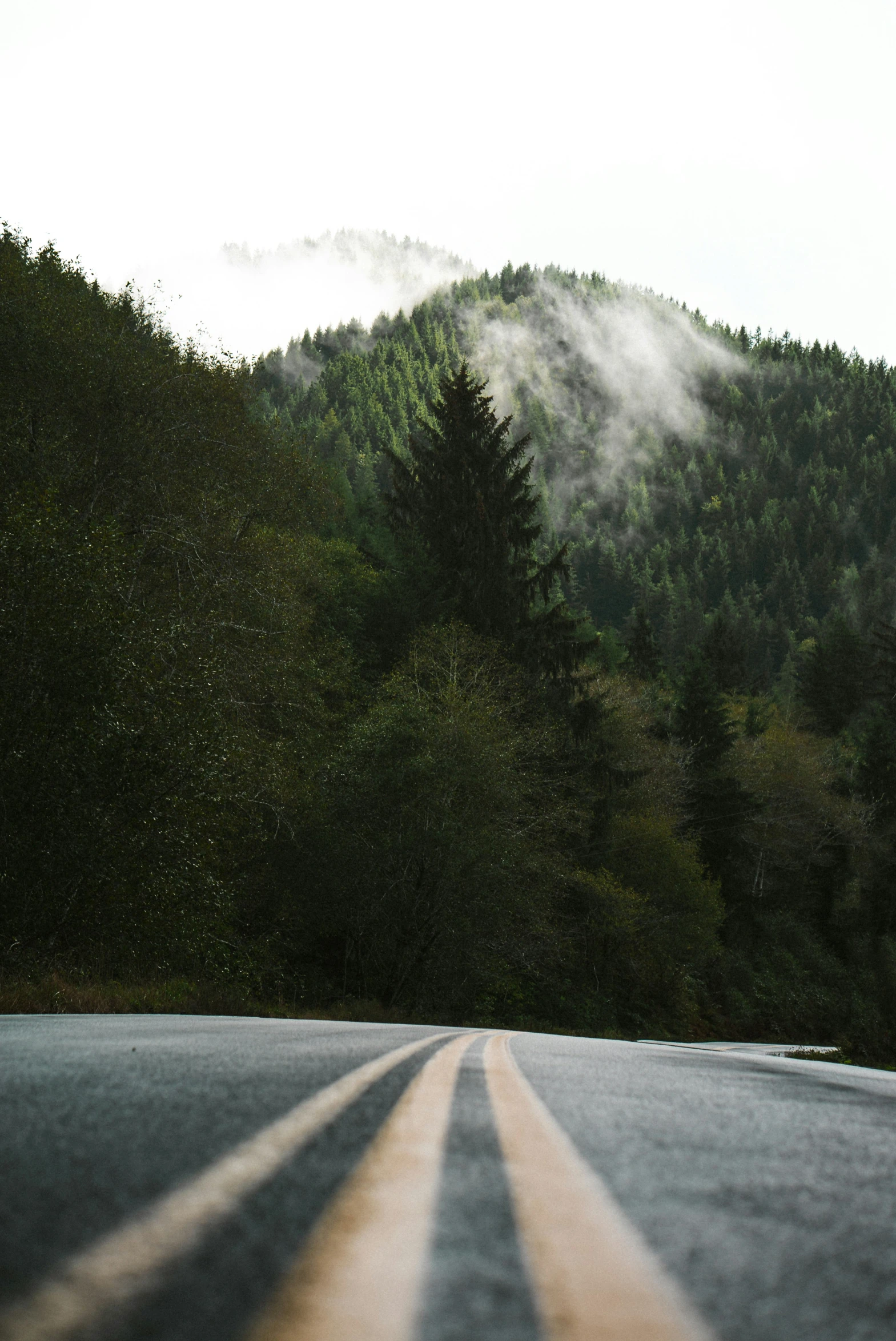 trees along the side of a hill with a sky background