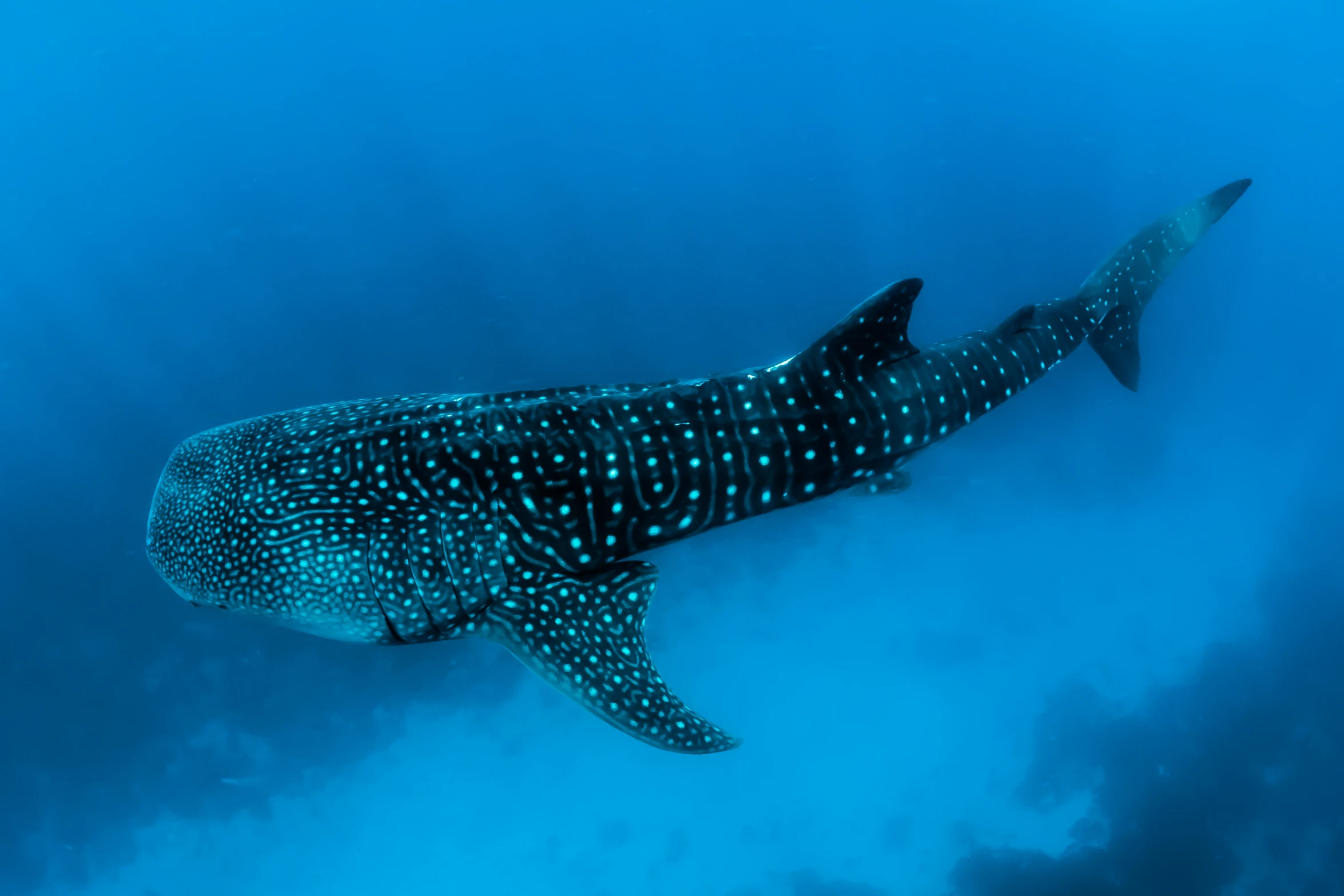 a whale swimming underwater on the ocean with a lot of blue