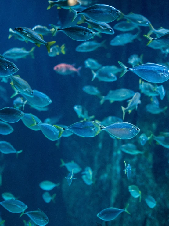 a school of blue fish swimming under water