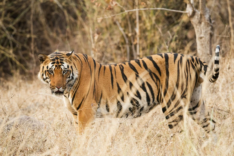 a tiger standing in the grass on a sunny day