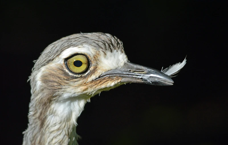 a bird is looking directly into the camera