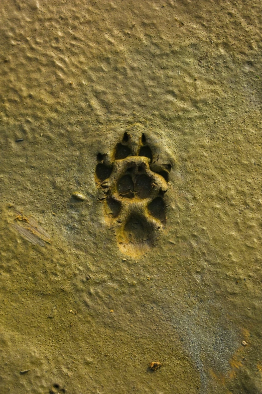 the paw of a bear walking in sand on a beach