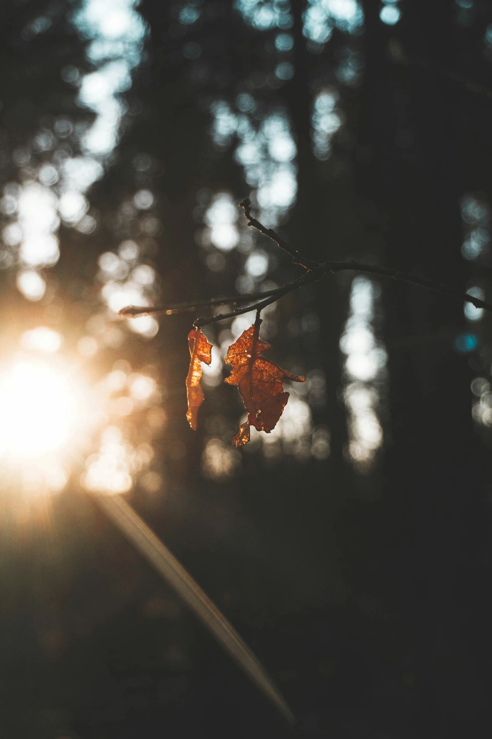 a leaf hanging off of a tree during the day