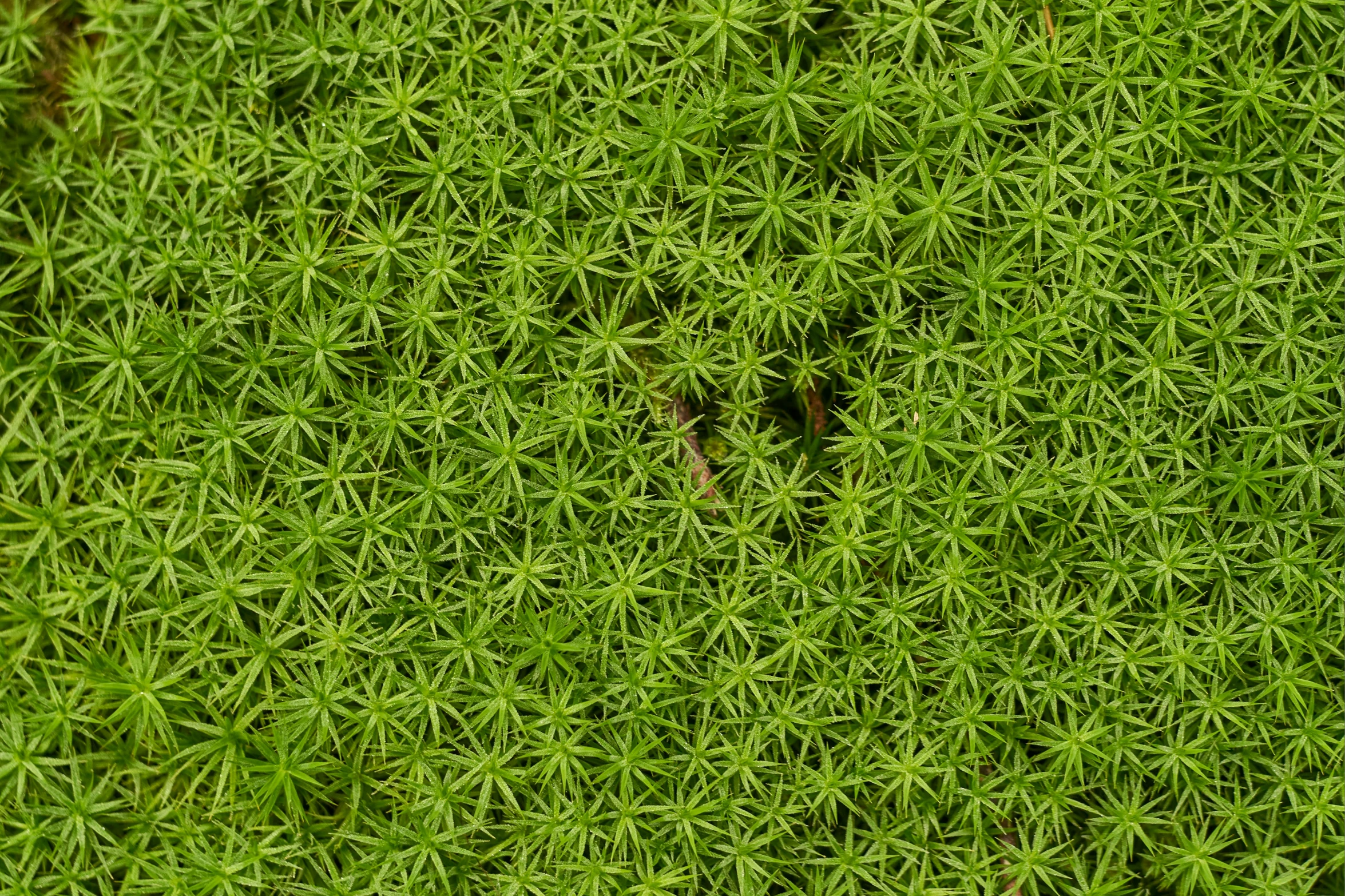 a picture of some grass looking to the left