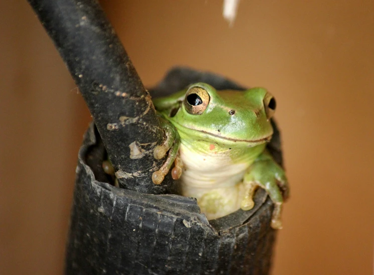 a green frog sits in an old cast iron tree nch