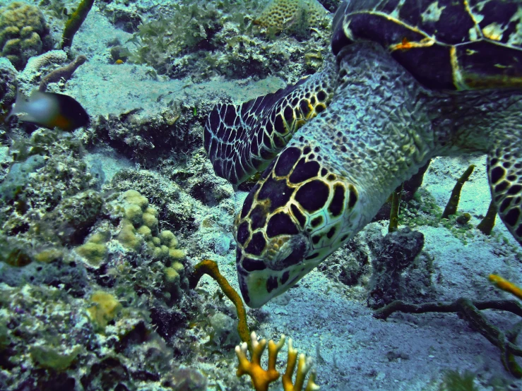 a couple of green sea turtles swimming over corals