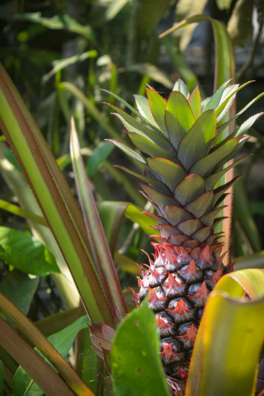 a pineapple that has been cut open for harvest