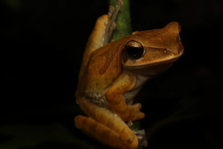 the brown frog has black eyes and is sitting on a plant