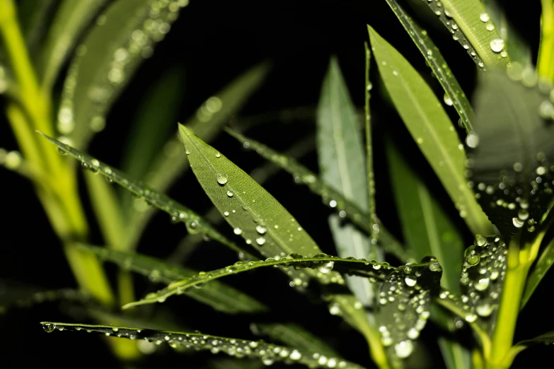 some grass with water droplets sitting on it