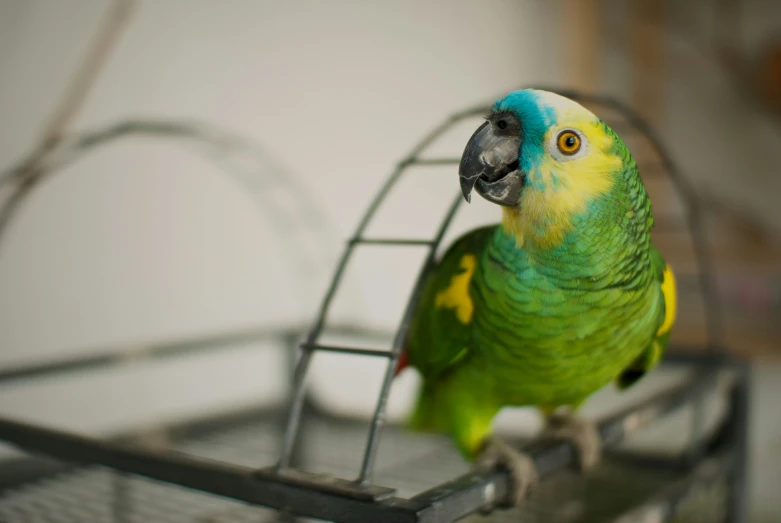 parrot perched on wire cage holding another bird