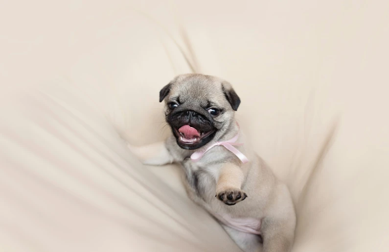 a happy pug dog laying down next to some pillows