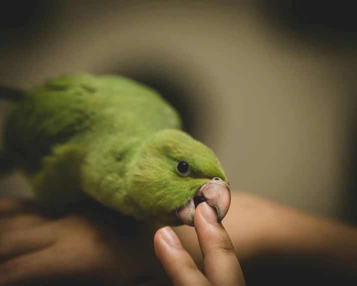 a little green bird with a piece in its mouth