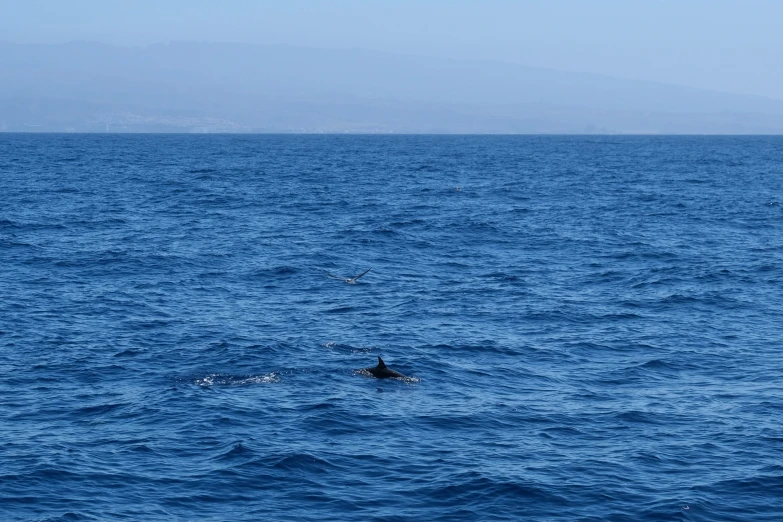 an animal swimming in the ocean with mountains in the background