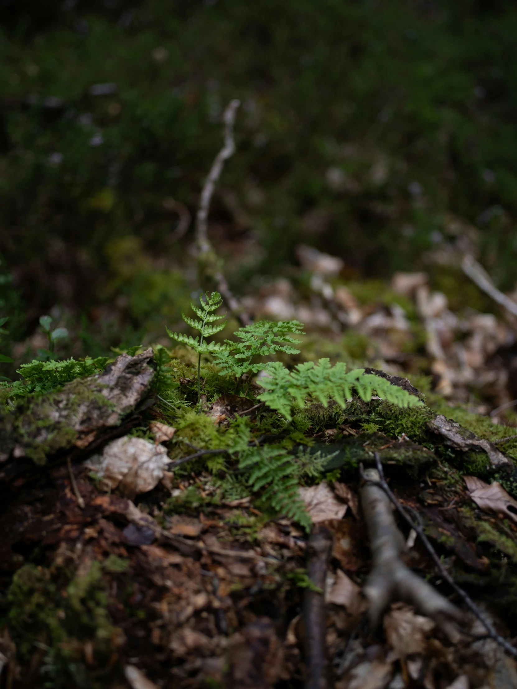 a forest floor covered with lots of green moss