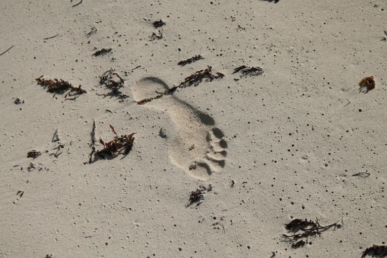 a small footprints in the sand, a bird flies in the background