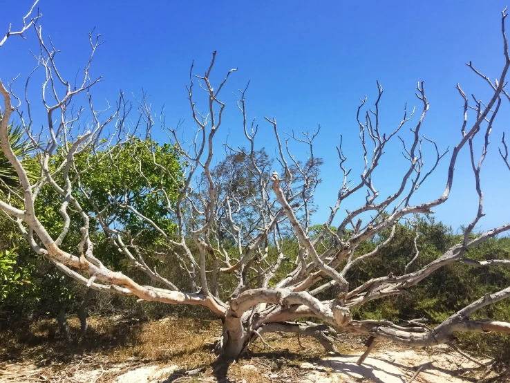 a tree with thin nches standing in dirt