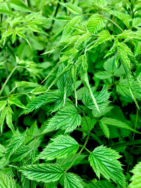 an area with very green leaves and some light