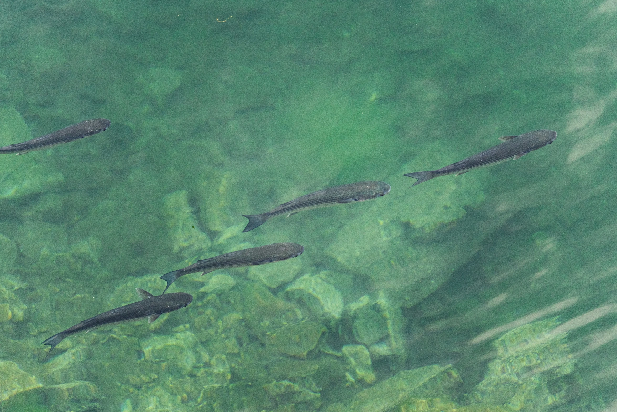 several large fish in shallow water at the edge of a river