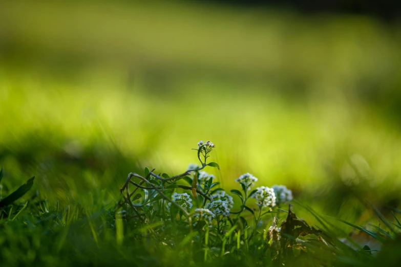 there are white flowers in the grass