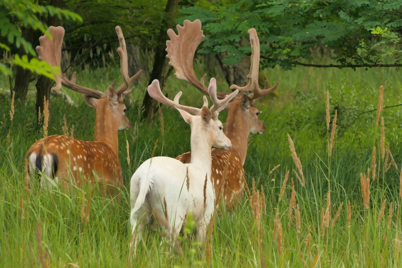 several different types of deer in tall grass