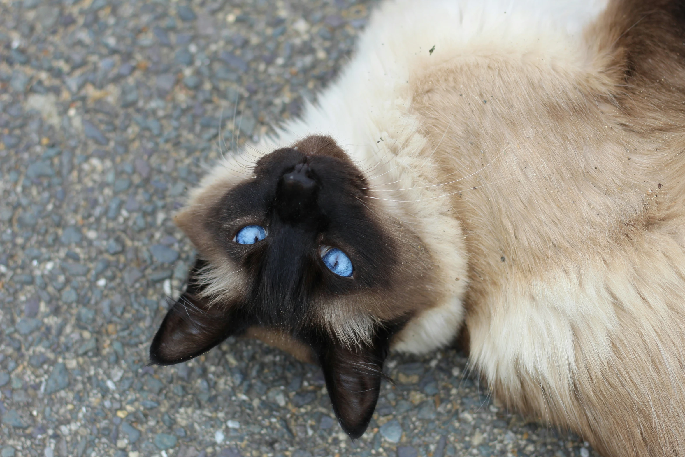 a cat laying on its back with it's foot up against the ground