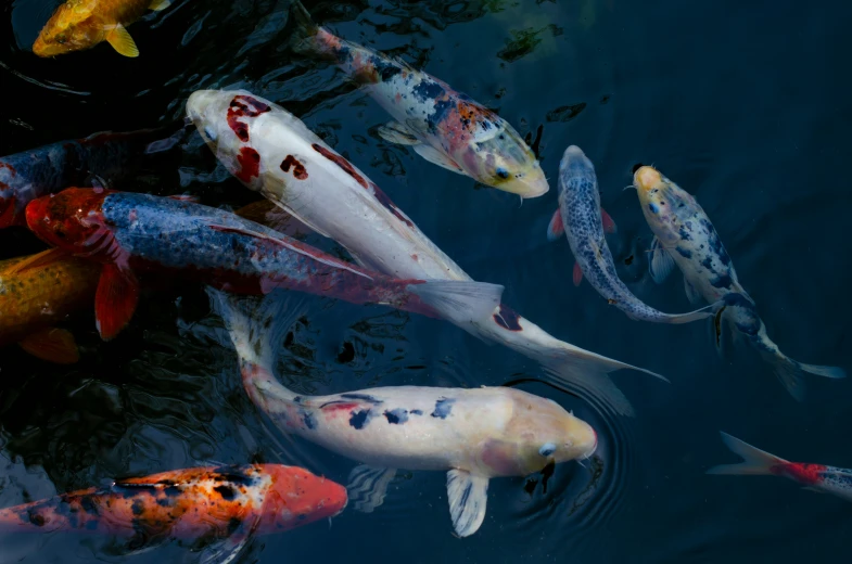 a group of fish swimming together in a lake