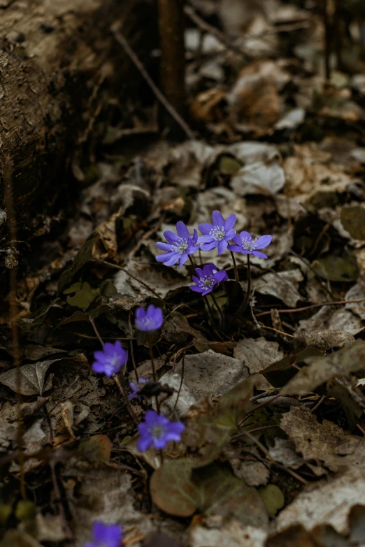 some blue flowers growing out of the ground